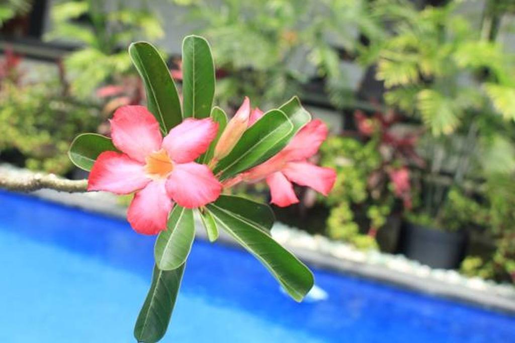 Lucky Family Villa Ubud  Bagian luar foto